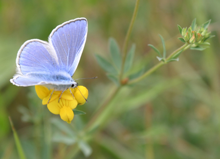 Blue moth on yellow flower